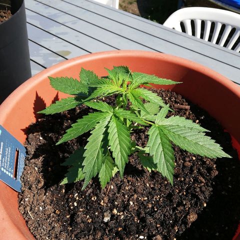 Gorilla Glue Auto growlog timeline photo