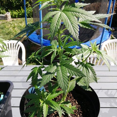 Blueberry Automatic growlog timeline photo