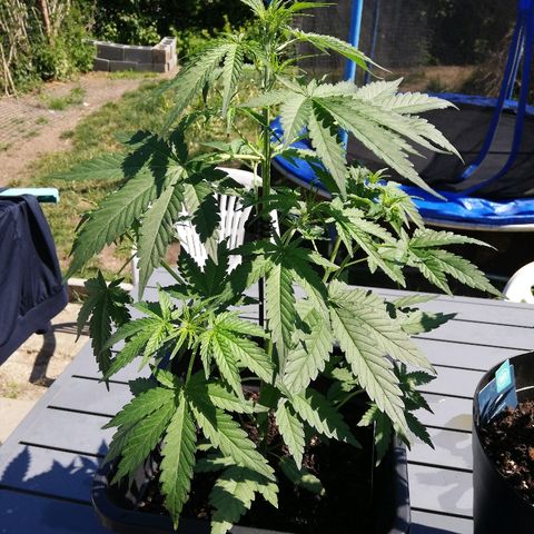 Amnesia Skunk Automatic growlog timeline photo