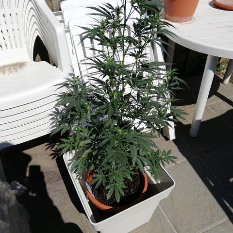 Sticky Beast Automatic growlog timeline photo