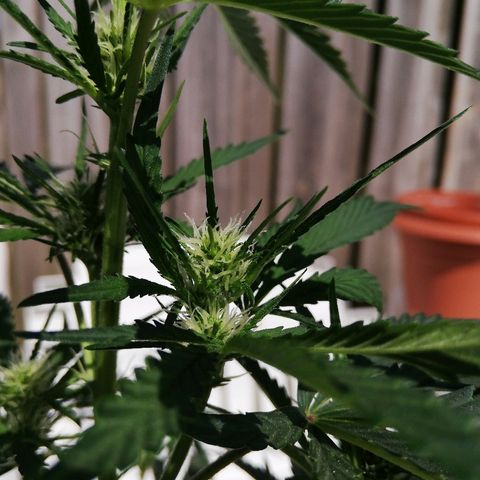 Sticky Beast Automatic growlog photo: Début gousse