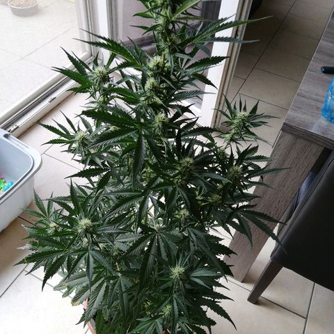 Sticky Beast Automatic growlog timeline photo