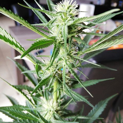 Sticky Beast Automatic growlog timeline photo