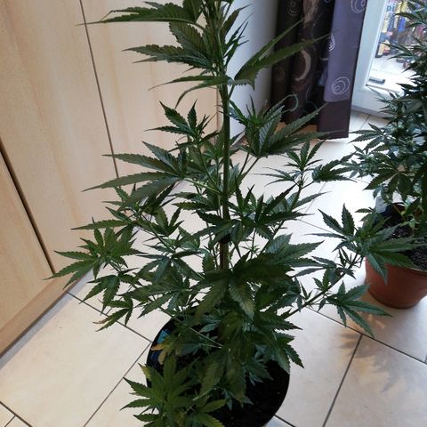 Blueberry Automatic growlog timeline photo