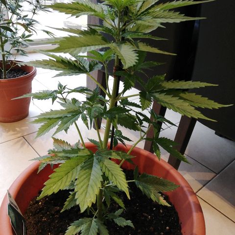 Gorilla Glue Auto growlog timeline photo