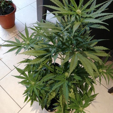Amnesia Skunk Automatic growlog timeline photo