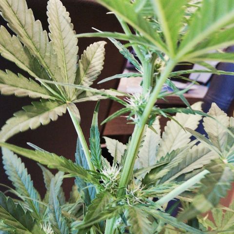 Amnesia Skunk Automatic growlog timeline photo