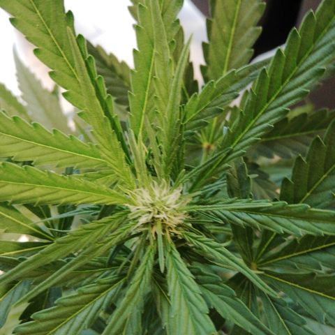 Amnesia Skunk Automatic growlog timeline photo