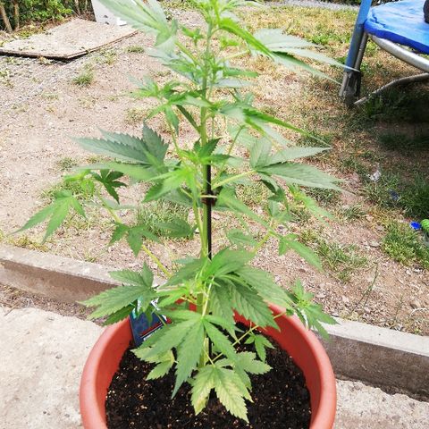 Gorilla Glue Auto growlog timeline photo