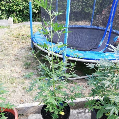 Blueberry Automatic growlog timeline photo