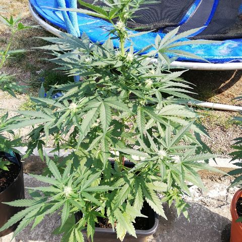 Amnesia Skunk Automatic growlog timeline photo