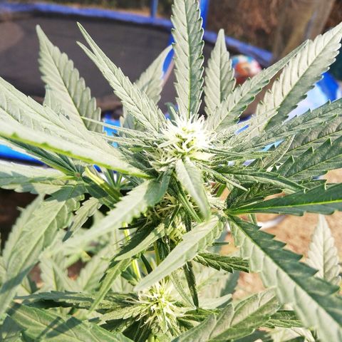 Amnesia Skunk Automatic growlog timeline photo