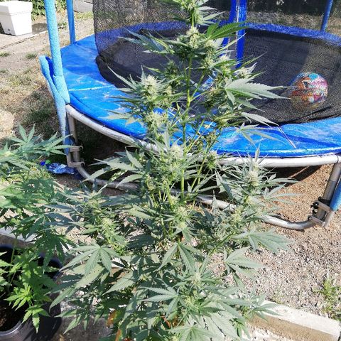Sticky Beast Automatic growlog timeline photo