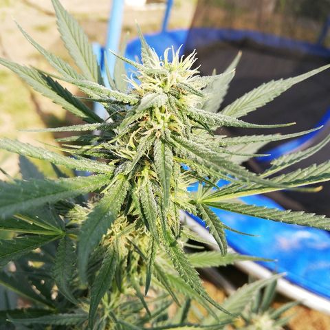 Sticky Beast Automatic growlog timeline photo