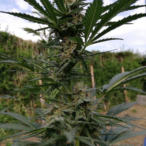 Sticky Beast Automatic growlog timeline photo