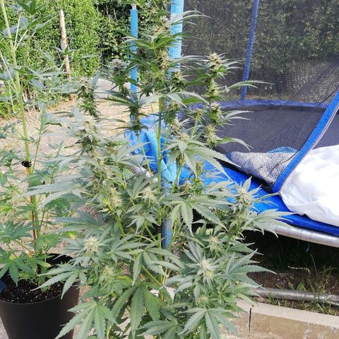 Sticky Beast Automatic growlog timeline photo