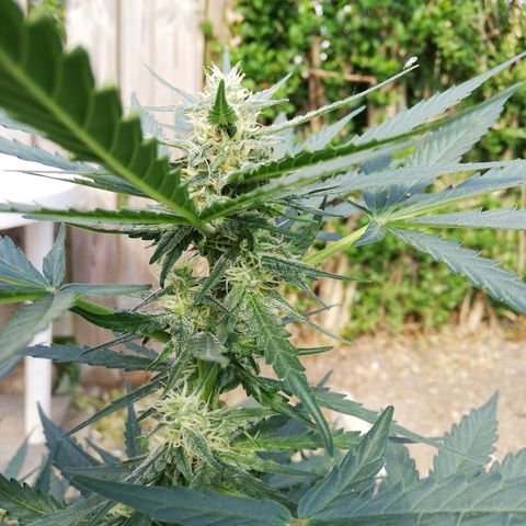 Amnesia Skunk Automatic growlog timeline photo