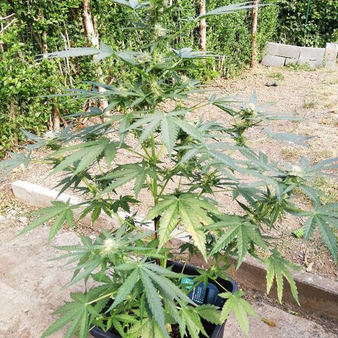 Amnesia Skunk Automatic growlog timeline photo