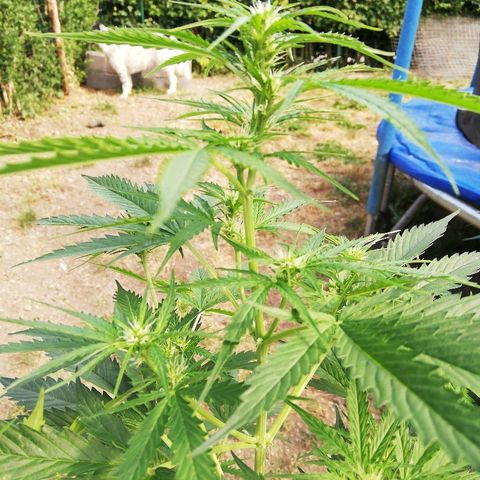 Gorilla Glue Auto growlog timeline photo