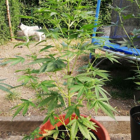 Gorilla Glue Auto growlog timeline photo