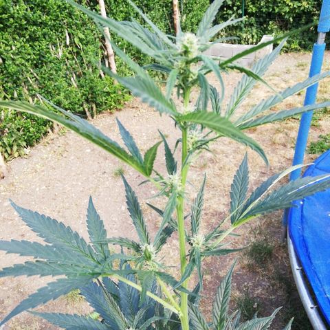 Blueberry Automatic growlog timeline photo