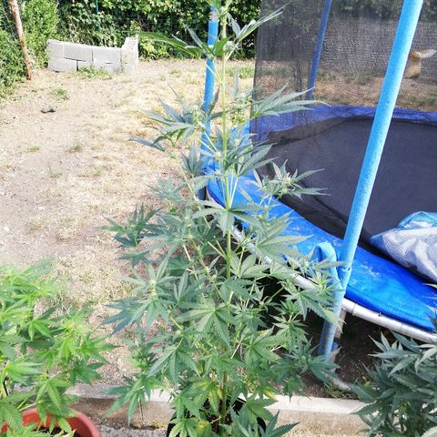 Blueberry Automatic growlog timeline photo