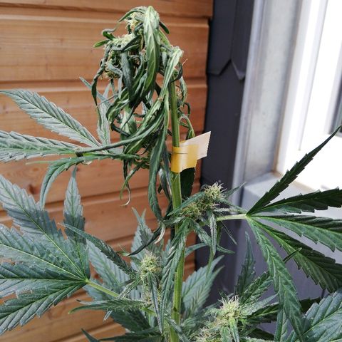 Blueberry Automatic growlog photo: Apex cassée par mauvaise manipulation