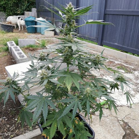 Amnesia Skunk Automatic growlog timeline photo
