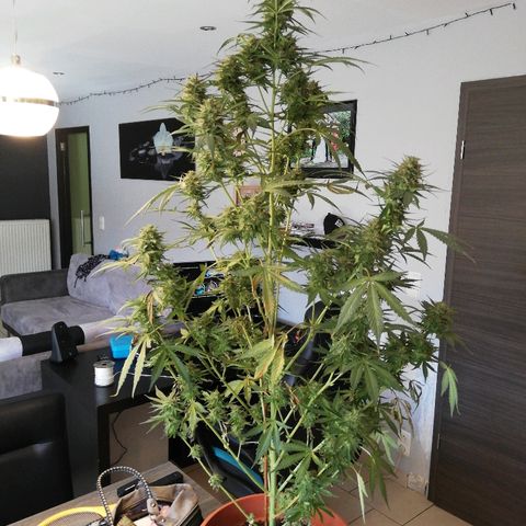 Sticky Beast Automatic growlog photo: Jour de cut, trichomes laiteux, pas ambrés. 