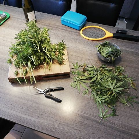 Sticky Beast Automatic growlog timeline photo