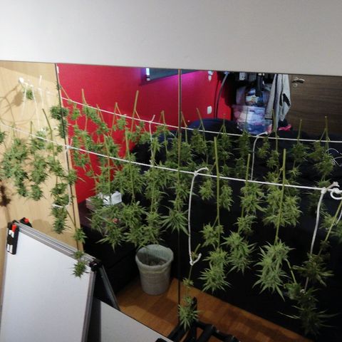 Sticky Beast Automatic growlog photo: Pas si mal 😁