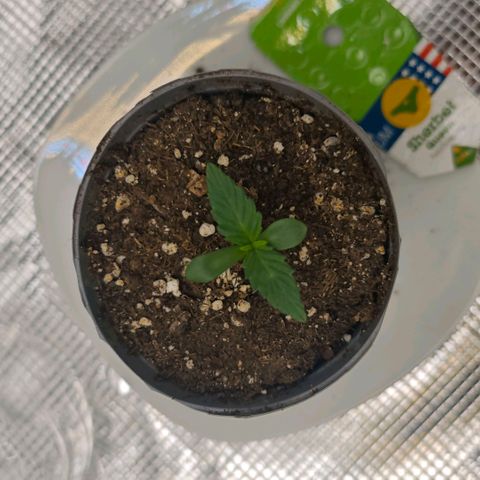 Sherbet Queen growlog timeline photo
