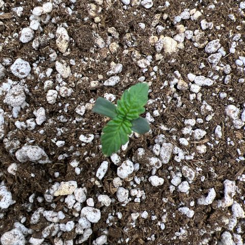 Super Lemon Haze #1 growlog photo: Tudo bem por aqui 