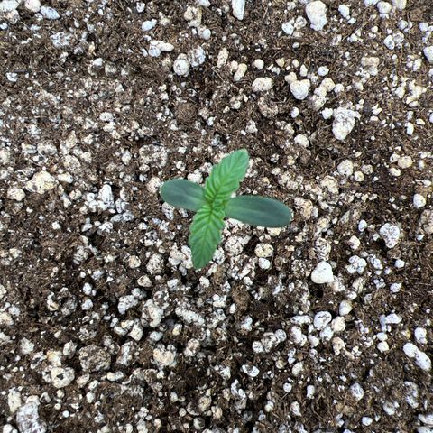 Super Lemon Haze #2 growlog photo: Tudo bem por aqui