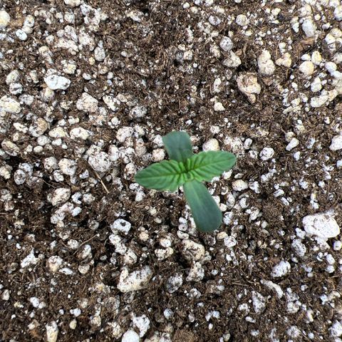 Super Lemon Haze #3 growlog photo: Tudo bem por aqui