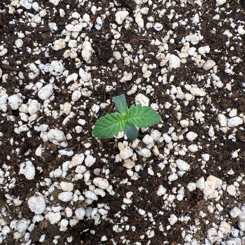 Super Lemon Haze #1 growlog timeline photo