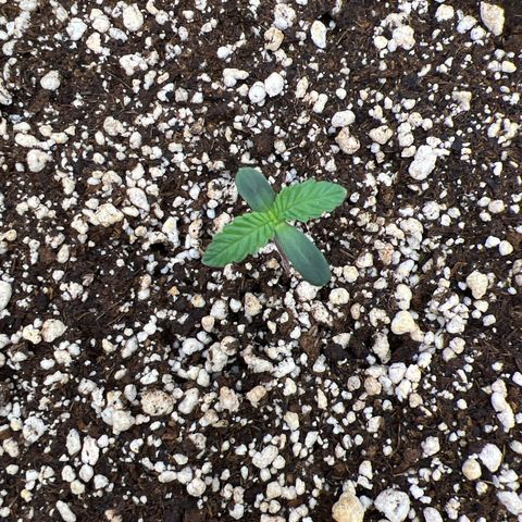 Super Lemon Haze #2 growlog timeline photo