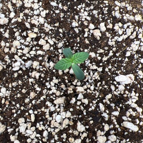Super Lemon Haze #3 growlog timeline photo