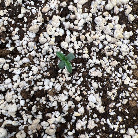  CBD Spliff Berry #1 growlog timeline photo
