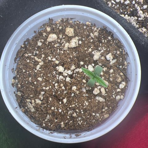 CBD Spliff Berry #2 growlog photo: Tudo certo por aqui