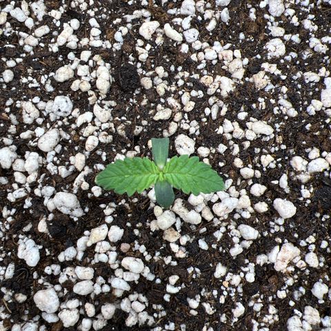 Super Lemon Haze #1 growlog photo: Já apreseta o nascimento do terceiro par de folhas
Foto pós rega pela primeira vez com fertilizante Bomb Fruit.

