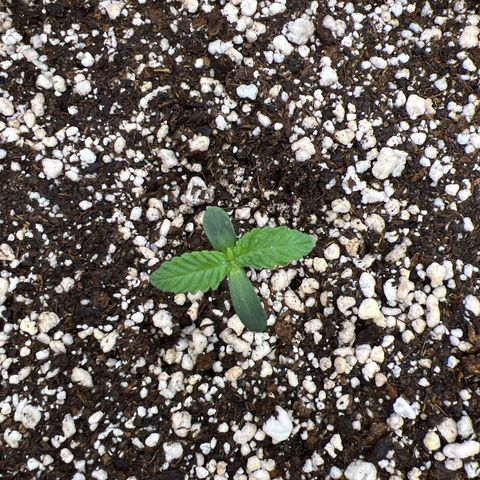 Super Lemon Haze #2 growlog photo: Já apresenta o nascimento do terceiro par de folhas 