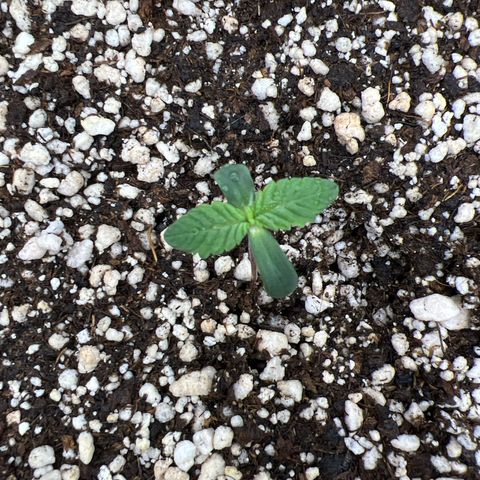 Super Lemon Haze #3 growlog photo: Já apresenta o terceiro par de folhas 