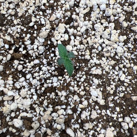  CBD Spliff Berry #1 growlog photo: Tudo bem por aqui 