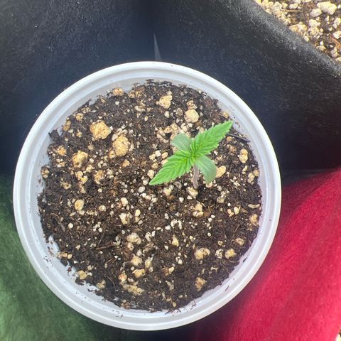CBD Spliff Berry #2 growlog photo: Evoluindo conforme o devido