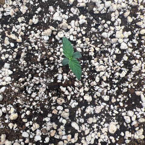  CBD Spliff Berry #1 growlog photo: Uma das últimas a nascer está se desenvolvendo muito bem.