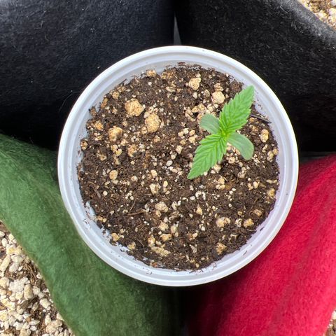 CBD Spliff Berry #2 growlog timeline photo