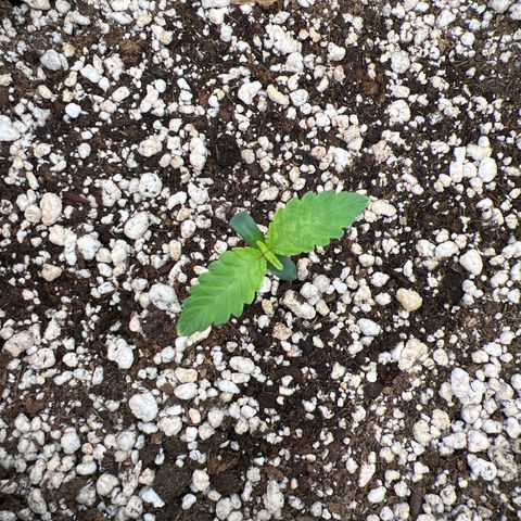 Super Lemon Haze #1 growlog timeline photo