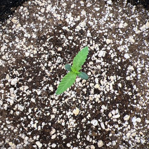 Super Lemon Haze #2 growlog timeline photo