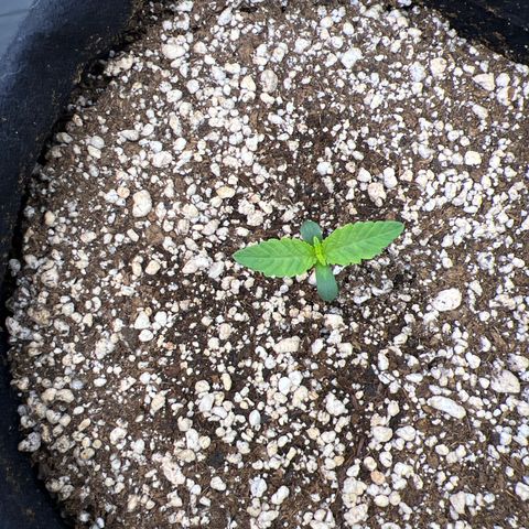 Super Lemon Haze #3 growlog timeline photo